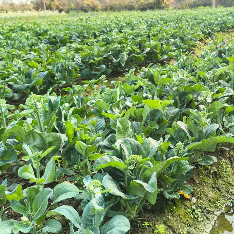 Heirloom Gai Lan Seeds (Chinese Broccoli)