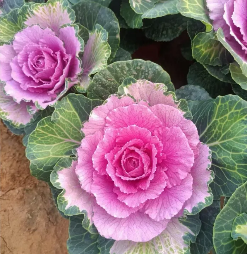 Colorful Kale Mix Seeds