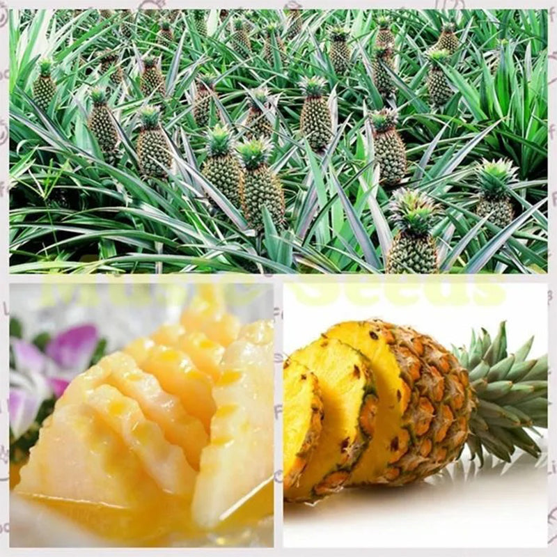 Pineapple Seeds Haiyiplants Pineapple Seeds Haiyiplants