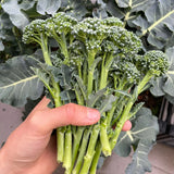 Heirloom Sprouting Broccoli Seeds