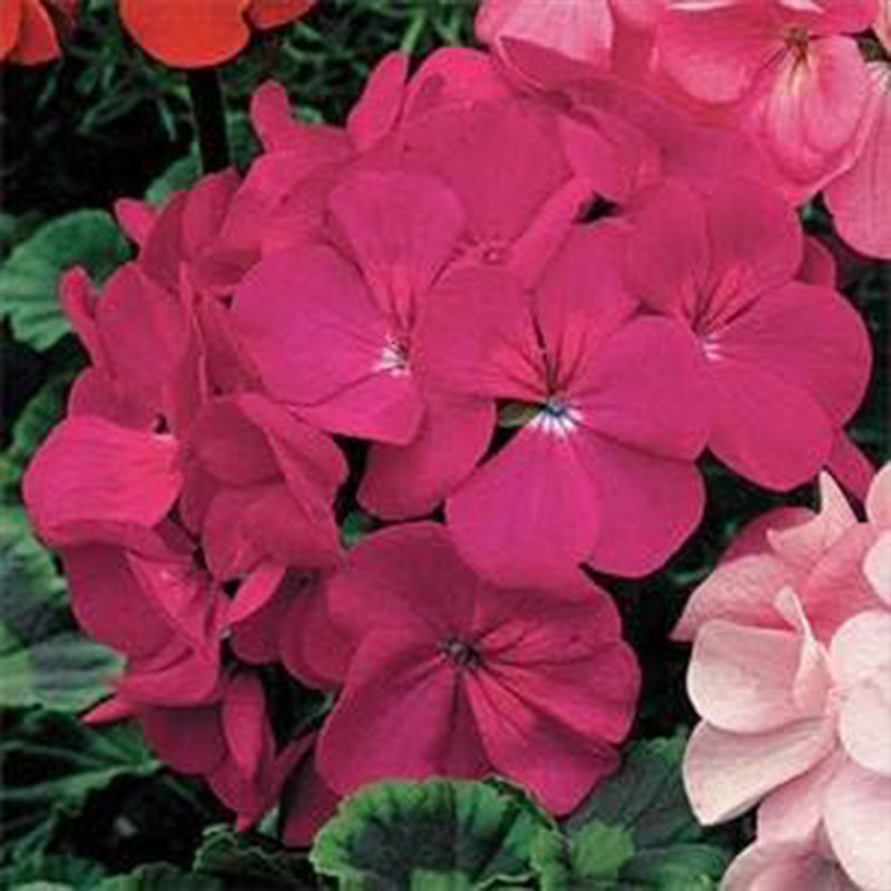 Semillas de flores anuales de geranio violeta para plantar