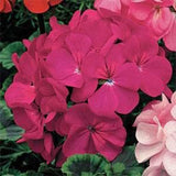 Semillas de flores anuales de geranio violeta para plantar