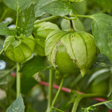 Vardaman is a bush-type variety with golden-yellow skin that darkens after digging.