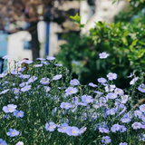 Perennial Blue Flax Seeds