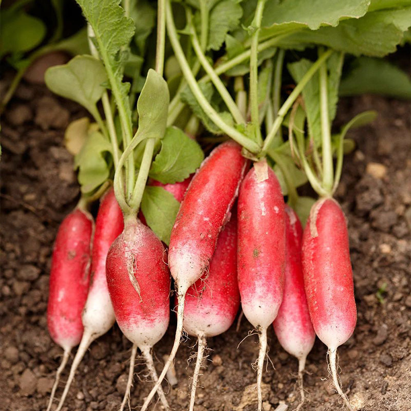 French Breakfast Radish Seeds