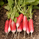 French Breakfast Radish Seeds