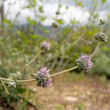 Purple Sage