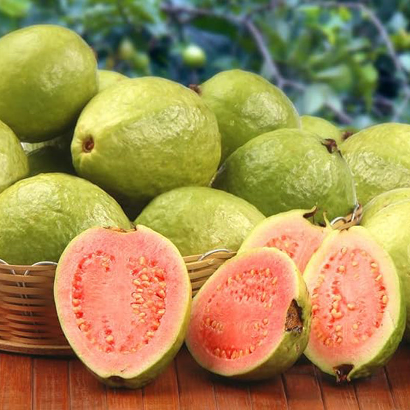 Semillas de guayaba para plantar: fruta tropical exótica y deliciosa. Ideal para bonsáis de interior vivos. Semillas de fruta para coser.