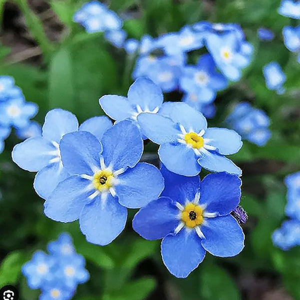 Forget Me Not Seeds for Ground Cover for Tulips and Other Bulbs