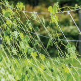 Cucumber, Mexican Sour Gherkin