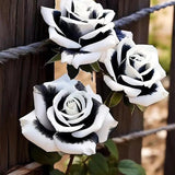 Rosas gemelas blancas y negras raras