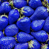 Mix Strawberry Seeds Red Yellow Blue White Climbing Strawberry