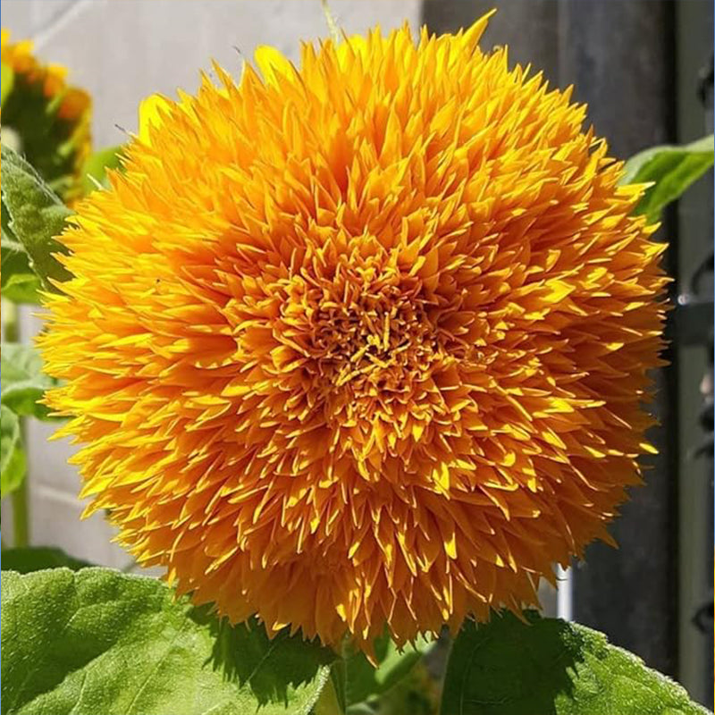 Teddy Bear Sunflower Seeds Exotic Garden Flower Sunflower Seeds for Planting Great for Hummingbirds and Butterflies