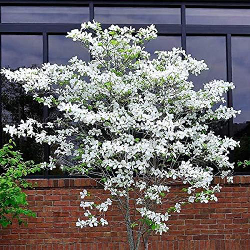 Flowering Dogwood Tree Seeds Beautiful Flowering Tree Seeds for Planting