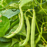 Bean, Bush, Blue Lake 274