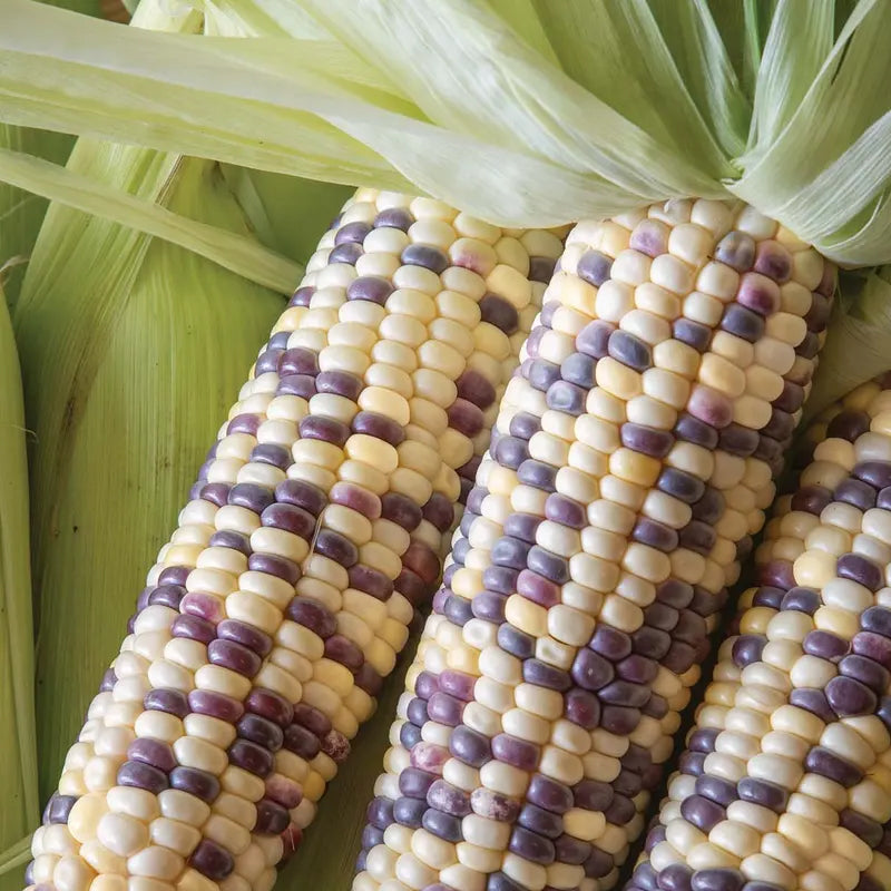 Corn, Sweet, Wild Violet Hybrid