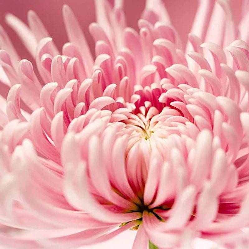 Sweet Pink Helichrysum Strawflower Seeds