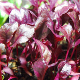 Beet Seeds - Bulls Blood Non-GMO Seeds for Planting,  Low-Maintenance Vegetable Seeds, Plant During Warm Season
