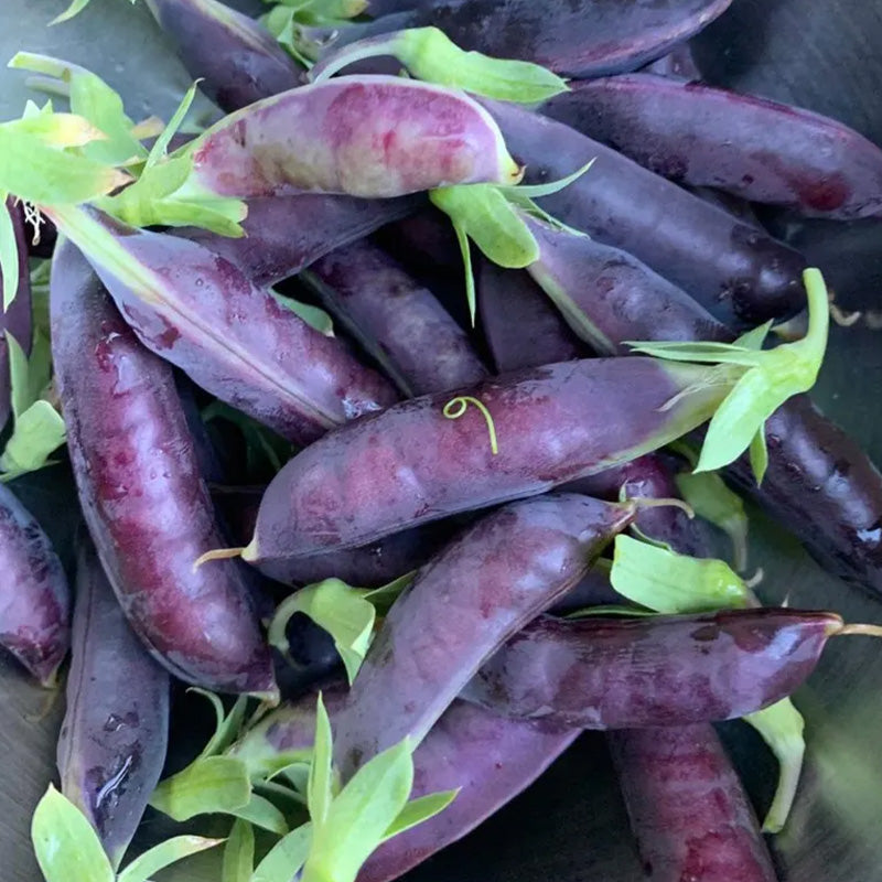 Heirloom Purple Sugar Snap Pea Seeds