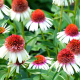Double Bicolor Coneflower Seeds - Rare Hardy Perennial Pollinator Flower