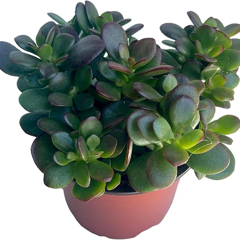 Planta de jade - Crassula - Fácil de cultivar - Difícil de matar - Cactus - Suculenta viva, Planta suculenta viva