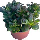 Planta de jade - Crassula - Fácil de cultivar - Difícil de matar - Cactus - Suculenta viva, Planta suculenta viva
