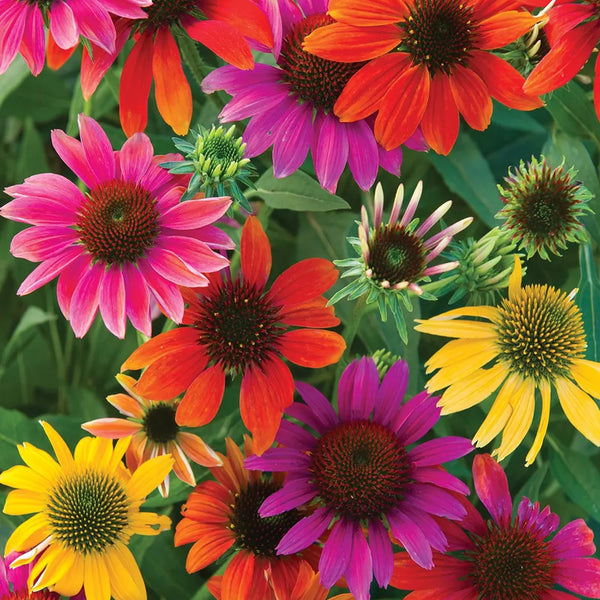 Echinacea, Warm Summer