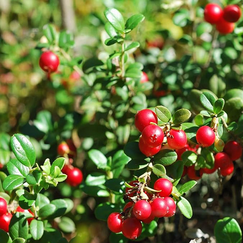 Vaccinium Macrocarpon Plantas de frutas de jardín de arándanos