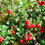 Vaccinium Macrocarpon Plantas de frutas de jardín de arándanos