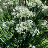 Cebolleta de ajo / Puerro chino