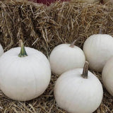 Algodón de azúcar de calabaza