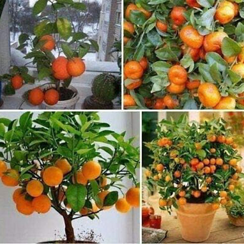 Semillas de naranjo bonsái Cultiva un delicioso árbol bonsái que dé frutos