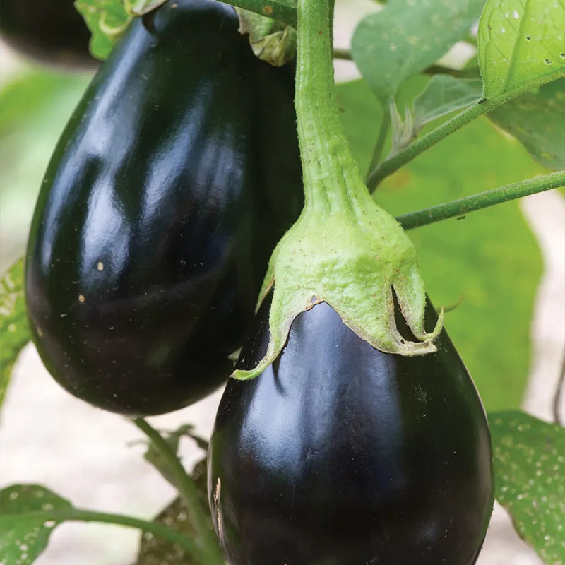 Eggplant, Early Midnight Hybrid
