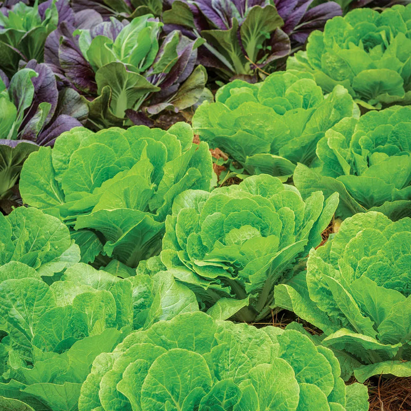 Repollo, Napa, híbrido de cabeza de barril