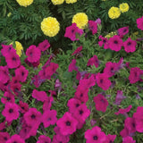 Wave Purple Petunia Seed Variety
