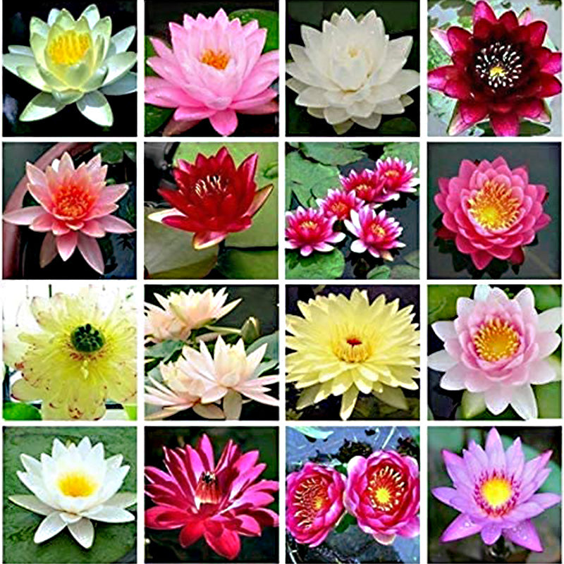 Mixed Bonsai Bowl Lotus Seeds