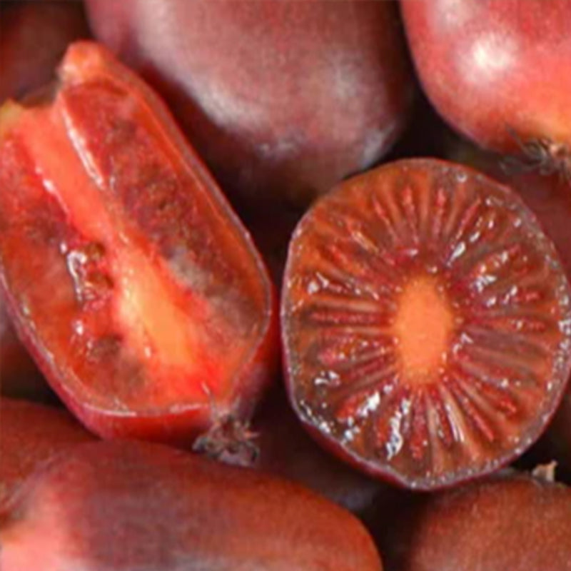 Hardy kiwi Fruit kiwiberry 'Scarlet September' Plum-size