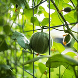 Semillas de melón “Charentais”: melón francés raro y tradicional: melones miniatura que se cosechan en 90 días. Siempre con polinización abierta