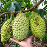 Semillas de guanábana gigante para plantar, Annona muricata, Graviola, Guyabano, Sirsak, un sabroso árbol frutal nativo tropical