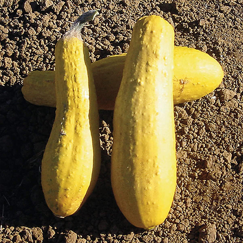 Yellow Early Prolific Straightneck Summer Squash Seeds for Planting.