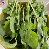 Long-Stem Gourmet Arugula Seeds