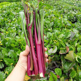 Semillas de col rizada china roja, semillas de hortalizas para emplatar