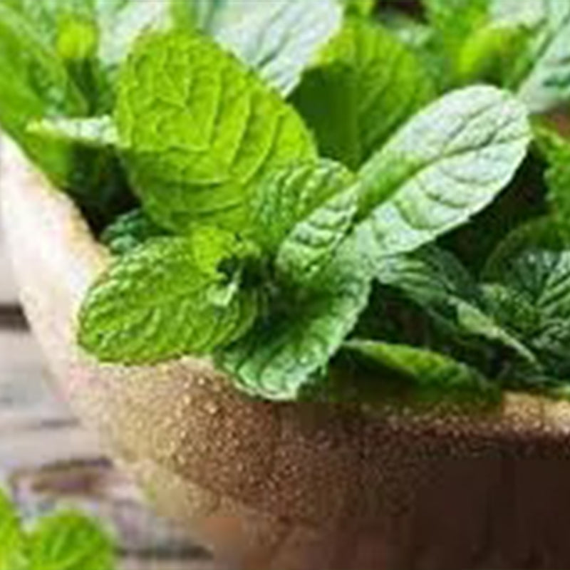 Semillas de menta