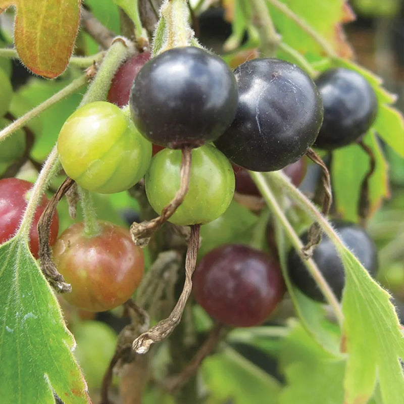 Currant, Consort Black