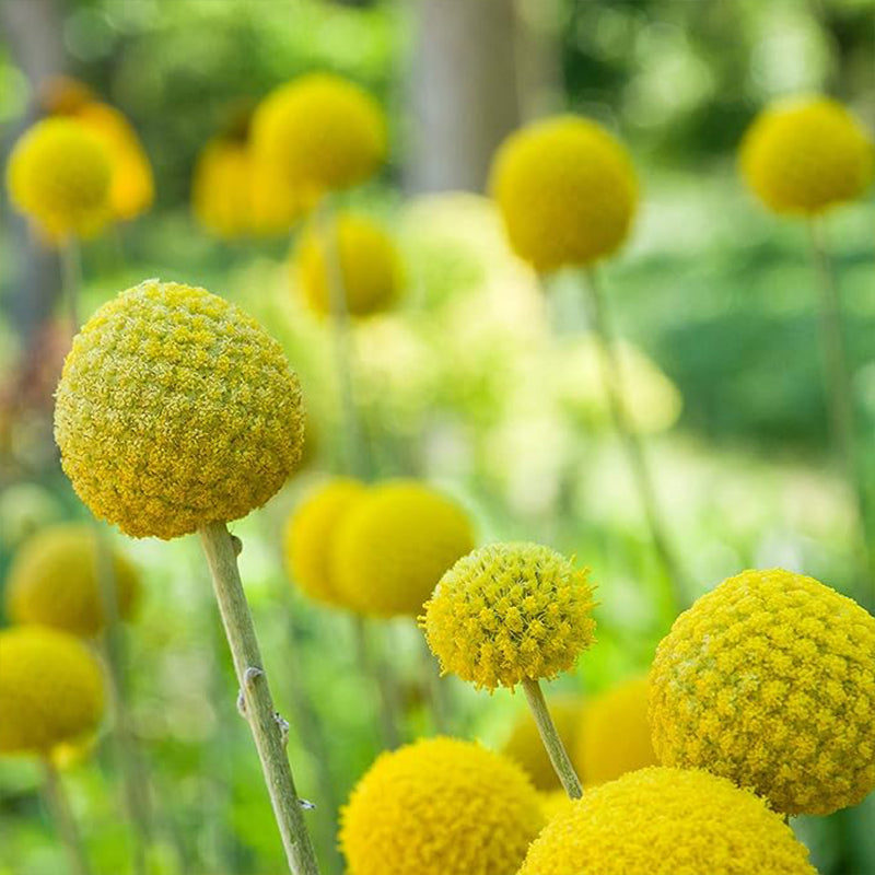 Perennial Craspedia Globosa Billy Button Flower Seeds for Planting