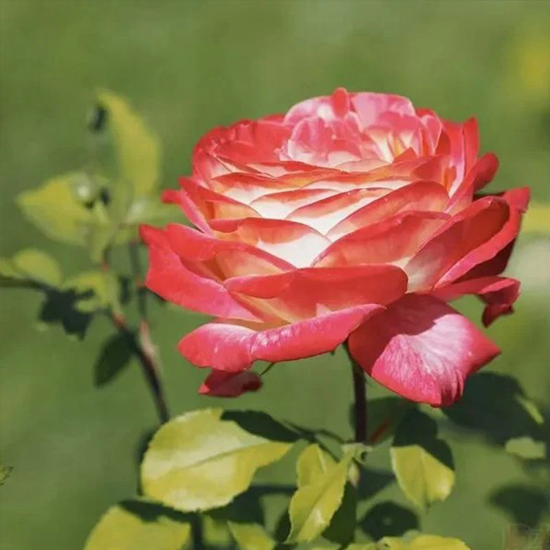 Rosa Peace (Hybrid Tea Rose) Seeds