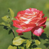 Rosa Peace (Hybrid Tea Rose) Seeds