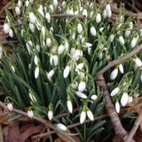 Snowdrop Flower Seeds