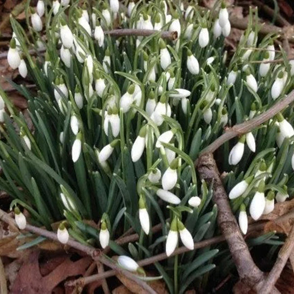 Snowdrop Flower Seeds