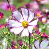 Crazy For Mixed Cosmos Flower Seed